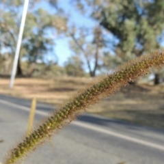 Setaria pumila at Yarralumla, ACT - 9 Mar 2016 05:51 PM