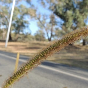 Setaria pumila at Yarralumla, ACT - 9 Mar 2016 05:51 PM