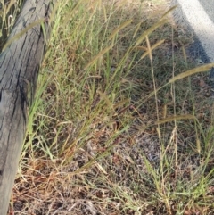 Setaria pumila at Yarralumla, ACT - 9 Mar 2016 05:51 PM