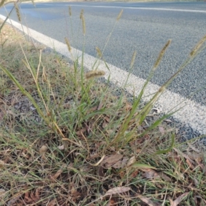 Setaria pumila at Yarralumla, ACT - 9 Mar 2016