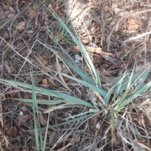 Dianella sp. aff. longifolia (Benambra) at Belconnen, ACT - 13 Apr 2016