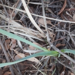 Dianella sp. aff. longifolia (Benambra) at Belconnen, ACT - 13 Apr 2016