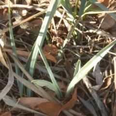 Dianella sp. aff. longifolia (Benambra) at Belconnen, ACT - 13 Apr 2016 04:20 PM