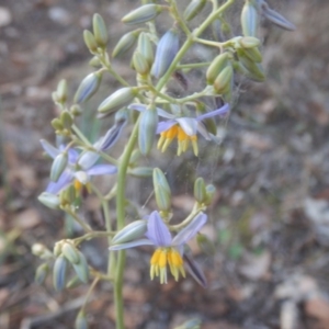 Dianella sp. aff. longifolia (Benambra) at Belconnen, ACT - 13 Apr 2016