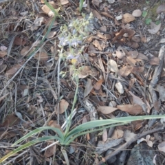 Dianella sp. aff. longifolia (Benambra) at Belconnen, ACT - 13 Apr 2016
