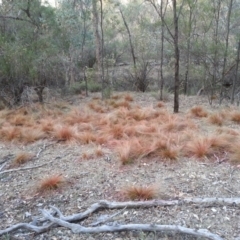 Nassella trichotoma (Serrated Tussock) at Mount Majura - 14 Apr 2016 by waltraud