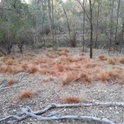 Nassella trichotoma (Serrated Tussock) at Hackett, ACT - 14 Apr 2016 by waltraud