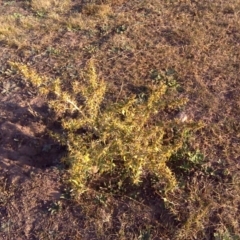 Xanthium spinosum (Bathurst Burr) at Isaacs Ridge - 13 Apr 2016 by Mike