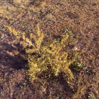 Xanthium spinosum (Bathurst Burr) at Isaacs, ACT - 13 Apr 2016 by Mike