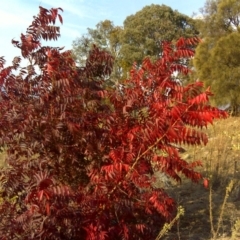 Pistacia chinensis (Chinese Pistachio) at Symonston, ACT - 15 Apr 2016 by Mike