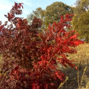 Pistacia chinensis at Isaacs Ridge - 15 Apr 2016