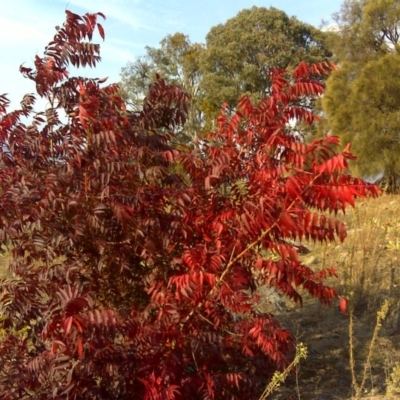 Pistacia chinensis (Chinese Pistachio) at Isaacs Ridge and Nearby - 15 Apr 2016 by Mike