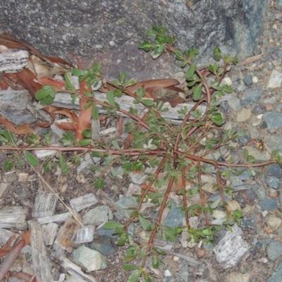 Portulaca oleracea (Munyeroo ,Pigweed, Purslane) at Greenway, ACT - 16 Jan 2016 by michaelb