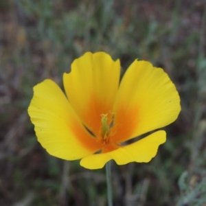 Eschscholzia californica at Greenway, ACT - 19 Jan 2016