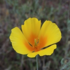 Eschscholzia californica (California Poppy) at Greenway, ACT - 19 Jan 2016 by michaelb