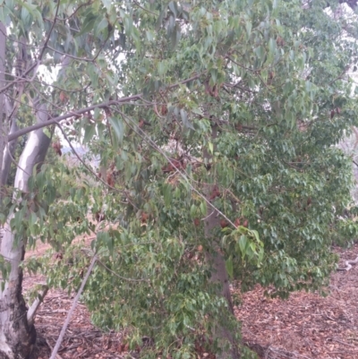 Brachychiton populneus subsp. populneus (Kurrajong) at Mount Majura - 17 Apr 2016 by AaronClausen