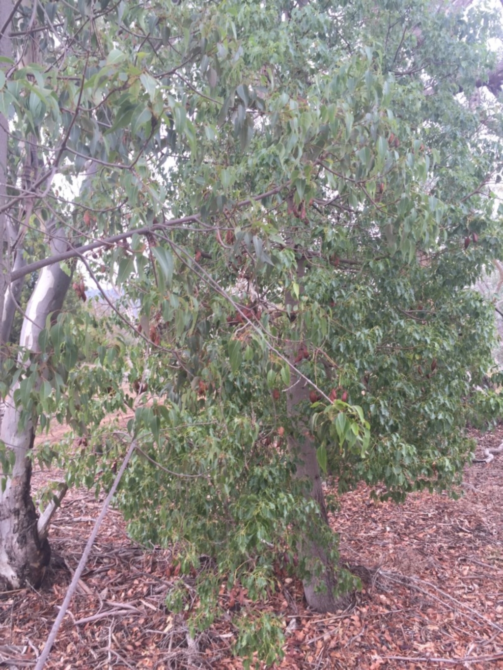Brachychiton populneus subsp. populneus at Watson, ACT - 17 Apr 2016