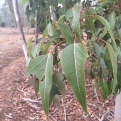 Brachychiton populneus subsp. populneus at Watson, ACT - 17 Apr 2016