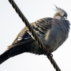 Ocyphaps lophotes (Crested Pigeon) at Higgins, ACT - 17 Apr 2016 by Alison Milton