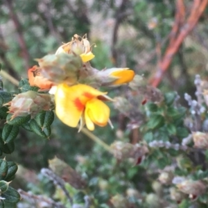 Oxylobium ellipticum at Mount Clear, ACT - 17 Apr 2016 05:55 PM