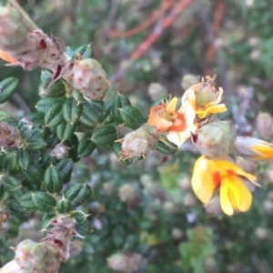 Oxylobium ellipticum at Mount Clear, ACT - 17 Apr 2016 05:55 PM