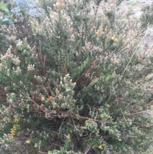 Oxylobium ellipticum at Mount Clear, ACT - 17 Apr 2016