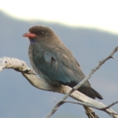 Eurystomus orientalis (Dollarbird) at Greenway, ACT - 16 Jan 2016 by MichaelBedingfield