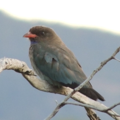 Eurystomus orientalis (Dollarbird) at Greenway, ACT - 16 Jan 2016 by michaelb