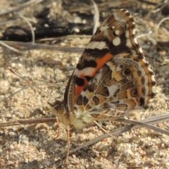 Vanessa kershawi (Australian Painted Lady) at Greenway, ACT - 16 Jan 2016 by MichaelBedingfield