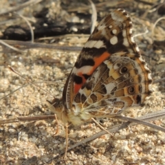 Vanessa kershawi (Australian Painted Lady) at Pine Island to Point Hut - 16 Jan 2016 by MichaelBedingfield