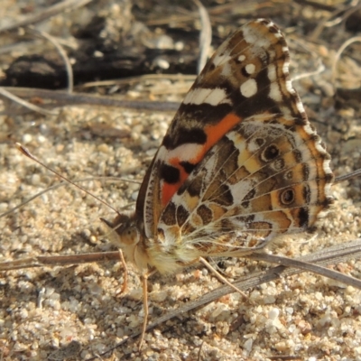 Vanessa kershawi (Australian Painted Lady) at Greenway, ACT - 16 Jan 2016 by MichaelBedingfield