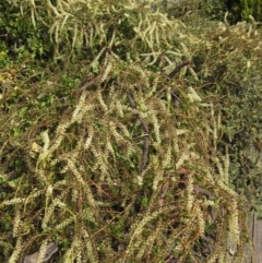 Anredera cordifolia (Madeira Vine) at Fraser, ACT - 2 Apr 2016 by pinnaCLE