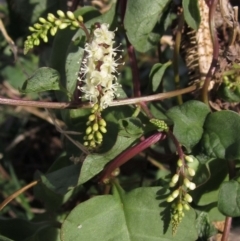 Anredera cordifolia (Madeira Vine) at Yarralumla, ACT - 5 Apr 2016 by pinnaCLE