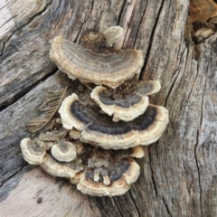 Trametes sp. at Bungonia, NSW - 16 Apr 2016 by ArcherCallaway