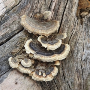 Trametes sp. at Bungonia, NSW - 16 Apr 2016