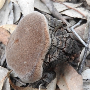 Phellinus sp. (non-resupinate) at Bungonia, NSW - 16 Apr 2016