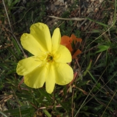 Oenothera stricta subsp. stricta (Common Evening Primrose) at Gilmore, ACT - 14 Apr 2016 by RyuCallaway