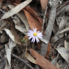 Brachyscome rigidula (Hairy Cut-leaf Daisy) at Bungonia State Conservation Area - 16 Apr 2016 by ArcherCallaway