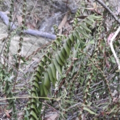 Pellaea falcata (Sickle Fern) at Bungonia State Conservation Area - 16 Apr 2016 by RyuCallaway