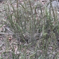 Pellaea falcata at Bungonia, NSW - suppressed