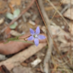 Wahlenbergia sp. (Bluebell) at Bungonia National Park - 16 Apr 2016 by RyuCallaway