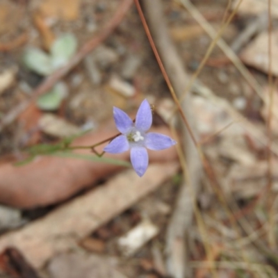 Wahlenbergia sp. (Bluebell) at Bungonia National Park - 16 Apr 2016 by RyuCallaway