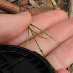 Wahlenbergia sp. at Bungonia, NSW - 16 Apr 2016