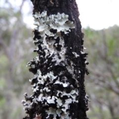 Unidentified at Panboola - 16 Apr 2016 by ArcherCallaway