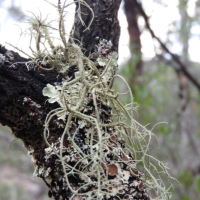 Usnea sp. (genus) (Bearded lichen) at Bungonia State Conservation Area - 16 Apr 2016 by RyuCallaway