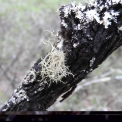 Usnea sp. (genus) at Bungonia, NSW - 16 Apr 2016 03:48 PM