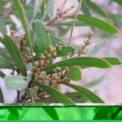 Acacia obtusata (Blunt-leaf Wattle) at Bungonia, NSW - 16 Apr 2016 by ArcherCallaway