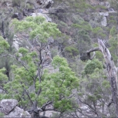 Unidentified at Panboola - 16 Apr 2016 by ArcherCallaway