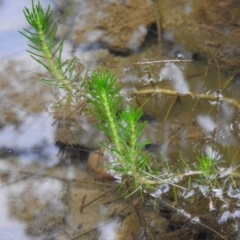 Myriophyllum simulans (Water Milfoil) at Bungonia State Conservation Area - 16 Apr 2016 by RyuCallaway