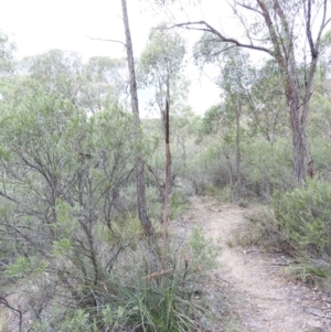Xanthorrhoea concava at Bungonia, NSW - 16 Apr 2016